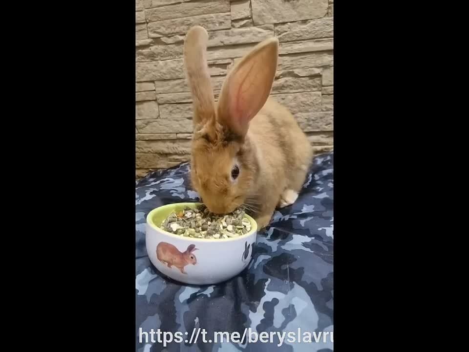 ���! ������ � ���� ���� ���! ������ � ������������! � - ������ ��������� � �������� ����� ��������� �����������! ������� ���� ��� �� �������, �� ������! ����� ����� ��������, ����������, ��� @beryslavru_bot ��� ������ ������