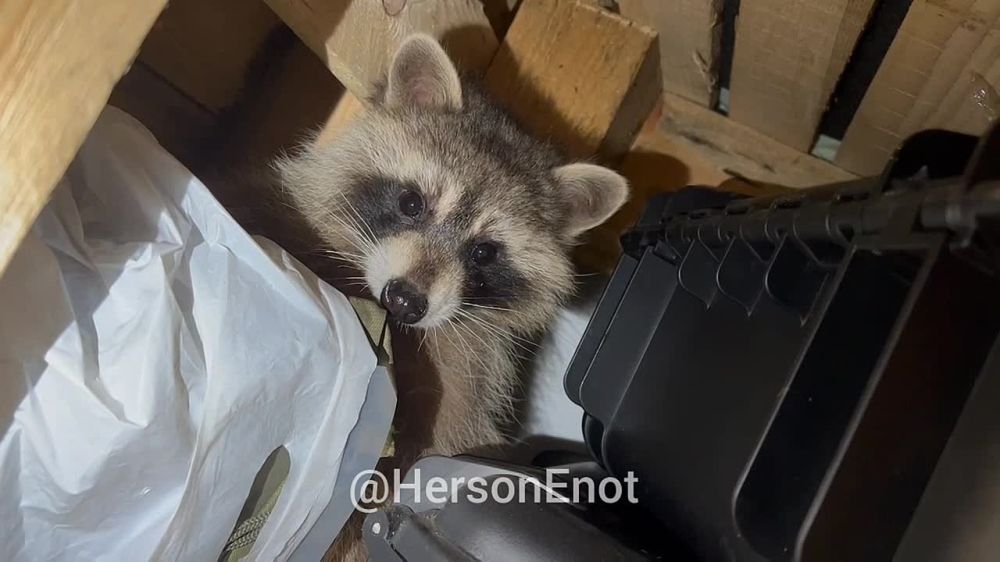 ���� �� �������: ��� ����� ����� � �������� ��� �����?