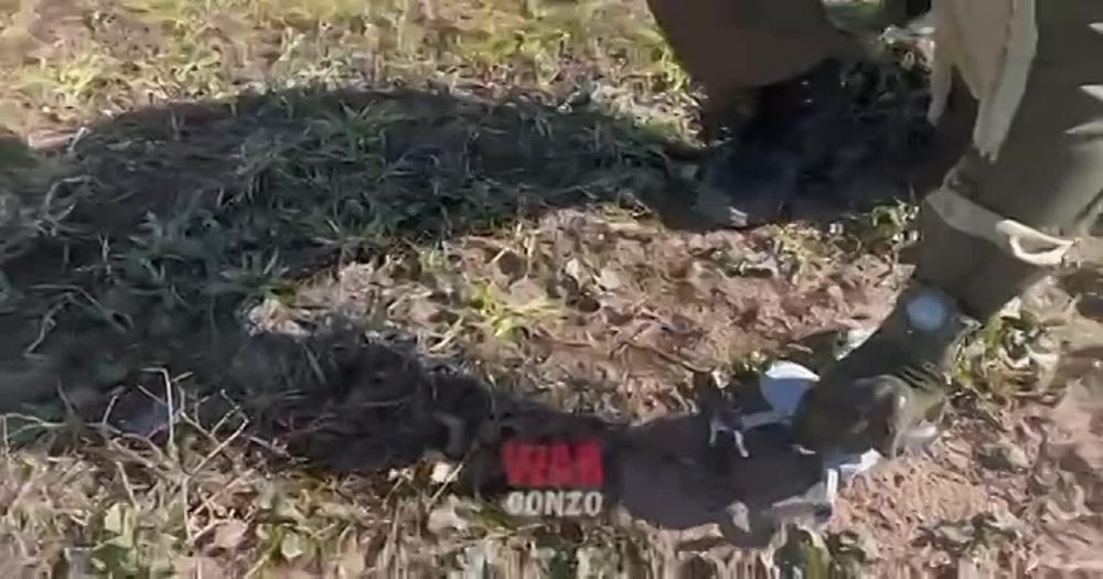 WarGonzo: �������� ����� ������������ ��������� �� ���-9