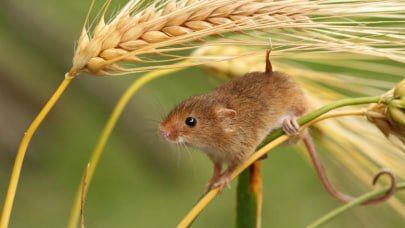 ������������ ���������� ���������� ��� ������ � ���������