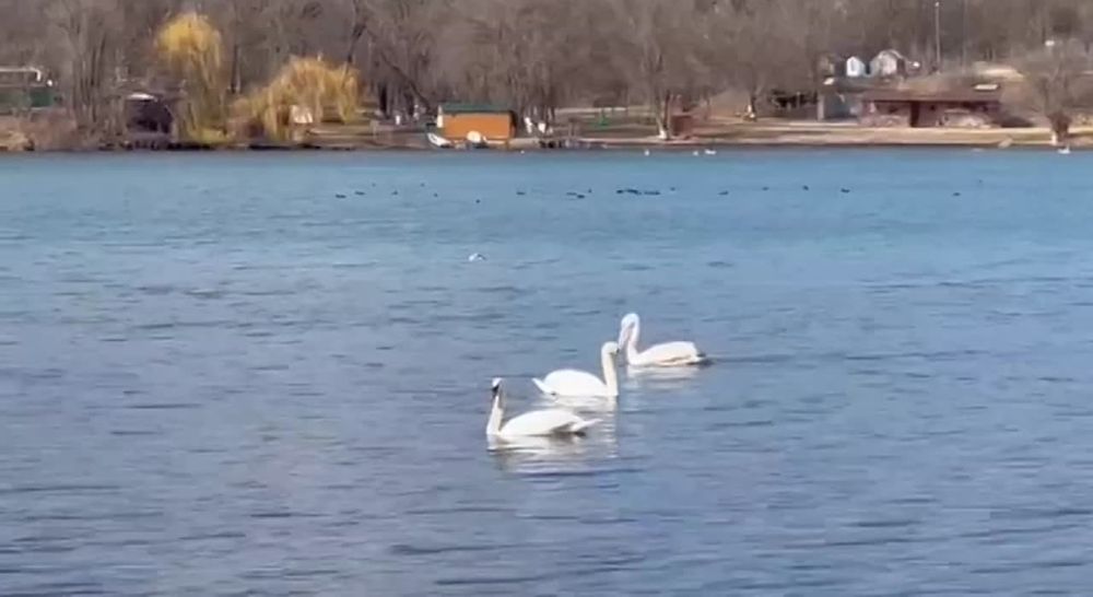 ������ ��������: ������� ��������� �� ������������ �������������