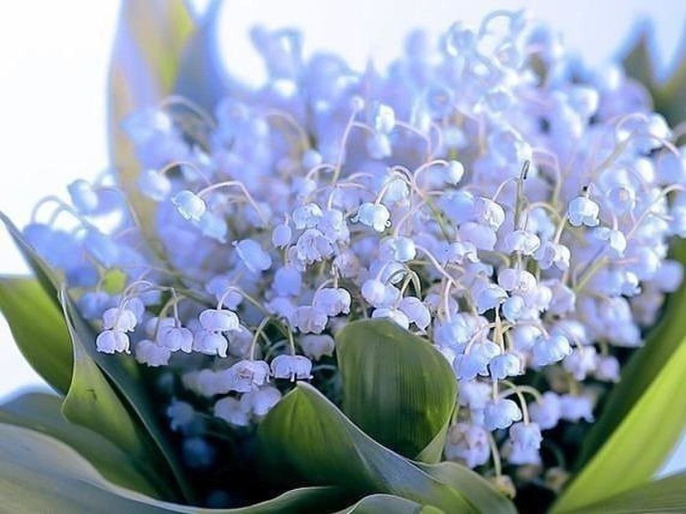 ����� ������������� ������������� ������ ��������� �������� ������� ������� ����������� ����� ���������������, �������������� � �������������� ���������������� ����������� ���� � ������������� ������� ����