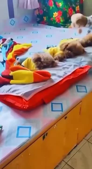 �������� ���� ������� ������� ���������