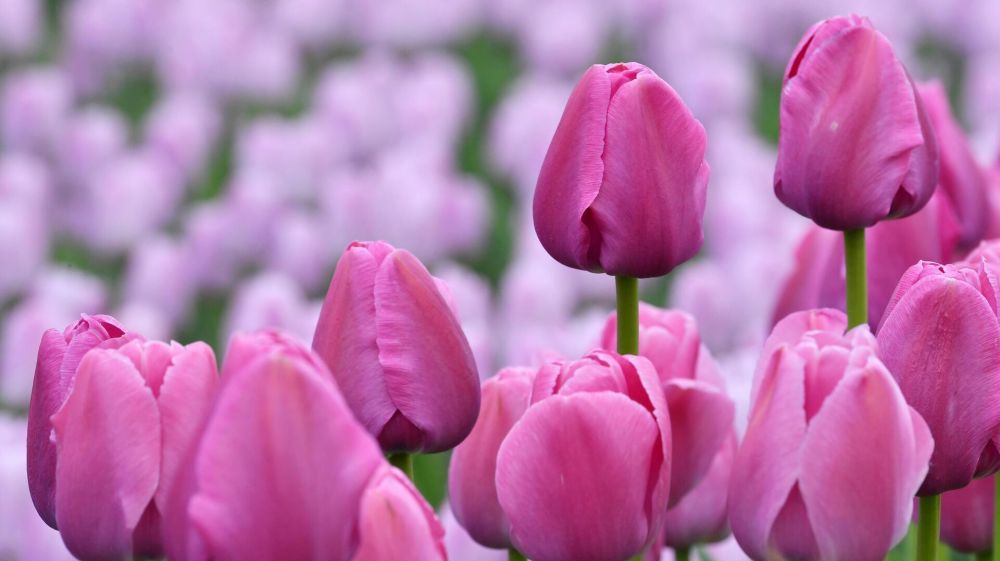 ������� ������ � ���������� ���� �������� �� ��� ������� �������� � ������� ��������