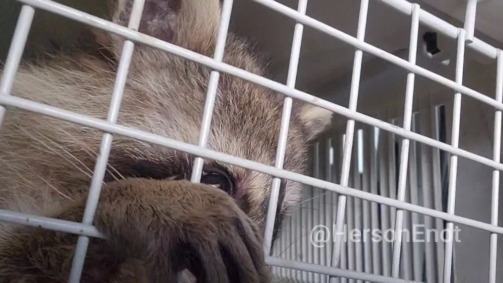 ���� �� �������: ���� �������� ���, ����� ���� ������ ����