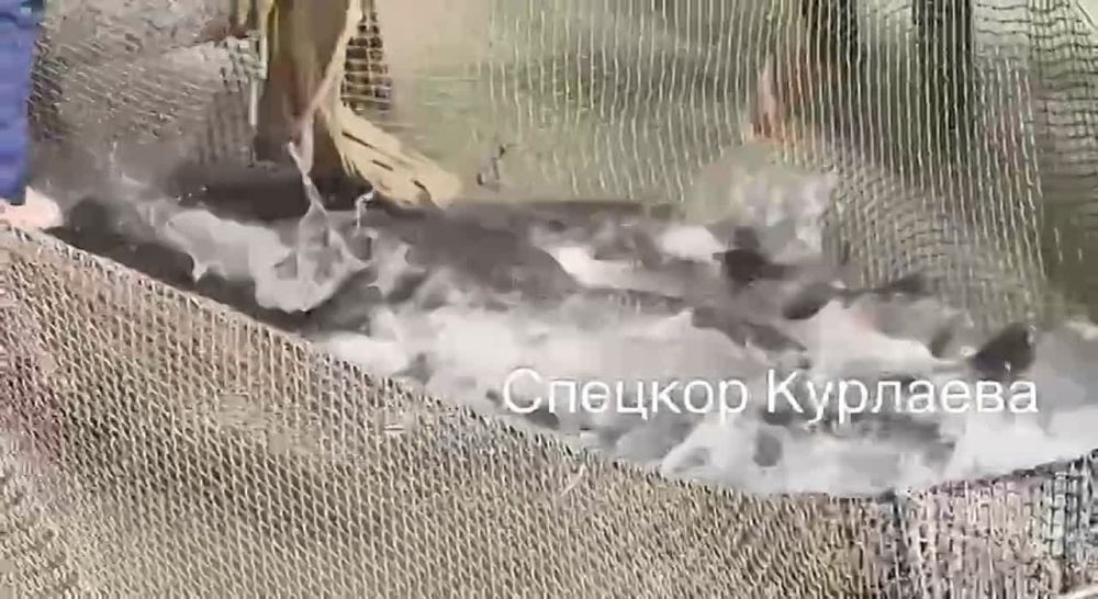 ����� ��������: ������ �� ������-��������� ������: �� �������� ������� � ��������� �� ������� ����� ����������������