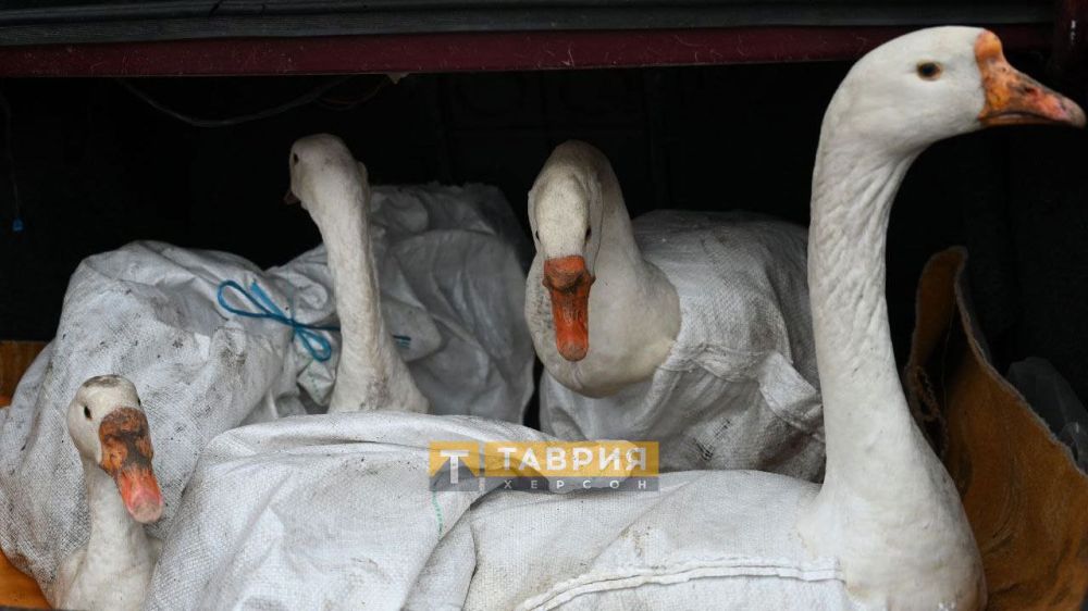 � ��������� ������ �������������������� �������