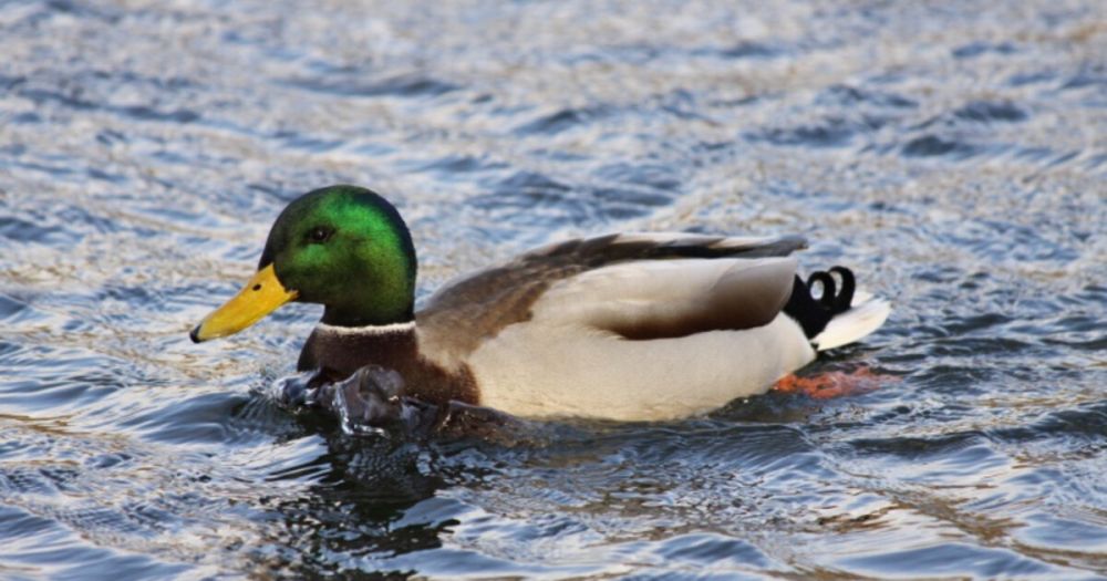 �� ���������� � ������� ������������� ��������� ������� �������� ������