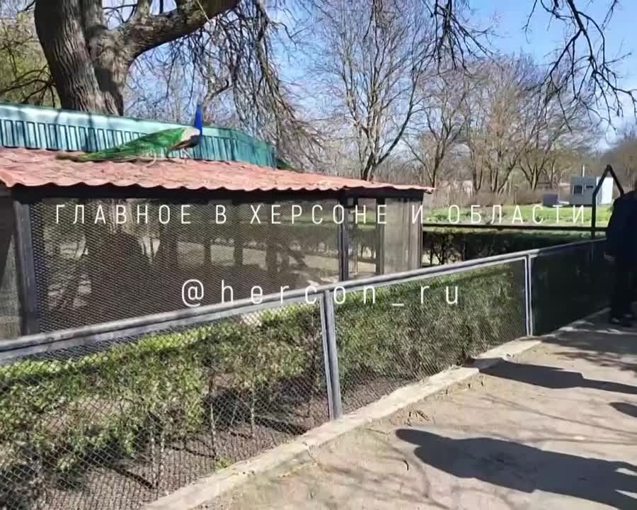 ��� ������ ����� �������� � ���������� ��������-�����?