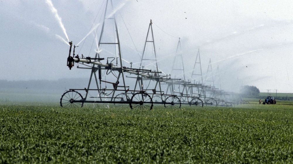 ������� �������� ����� ����� � ���� ���� �������� 44 ������ ��������