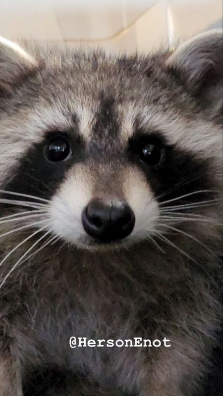 ���� �� �������: ������� ����, ������! ������� ������ ����� �������, ���� ������