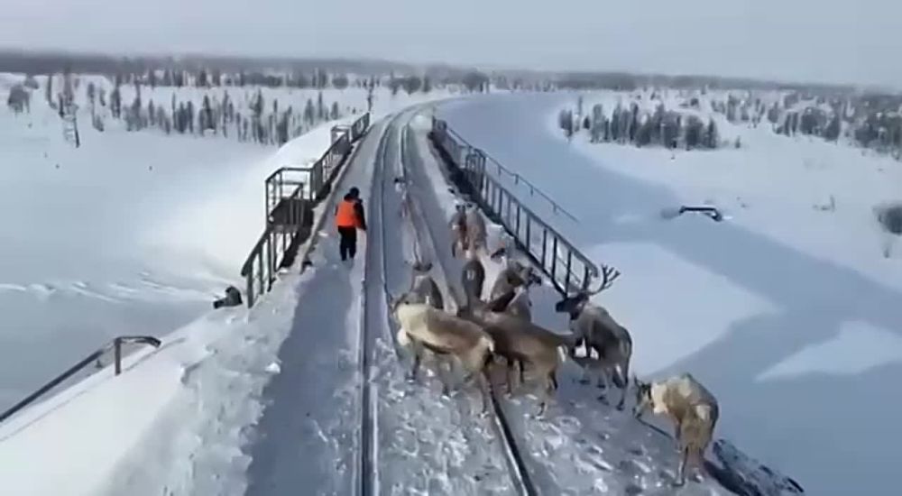 ��������� ������ ������ ���������� ����������� � ������� ��������