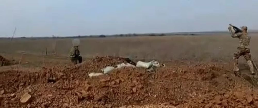 �������� �����: ���� ����� ����� ����-��������� �������� ��� �� ��������