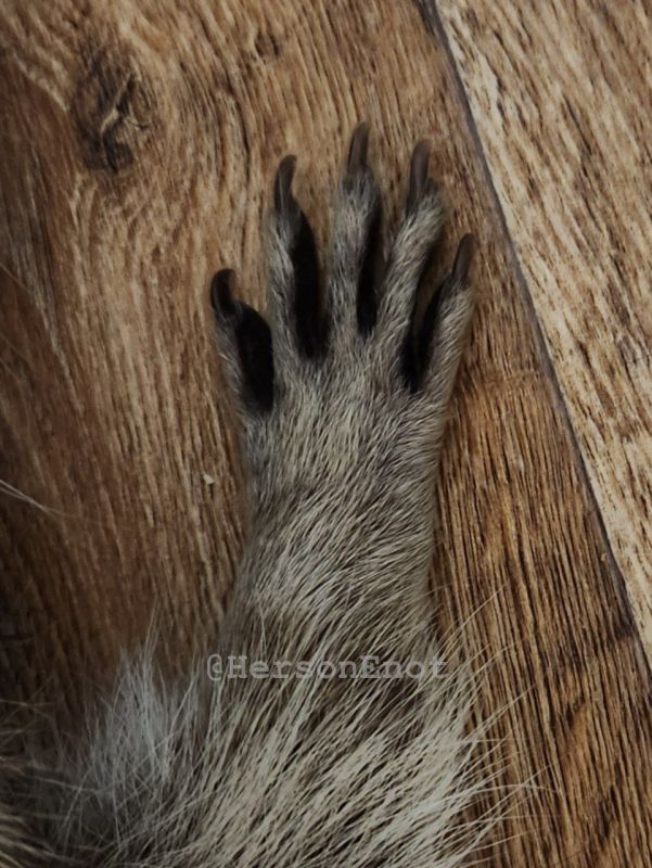 ���� �� �������: ������� ����!. ���� �������� ���, ������! �� �������. ��������