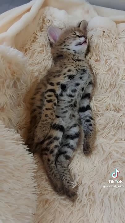 ���, ���� � ������, ������ � ����.