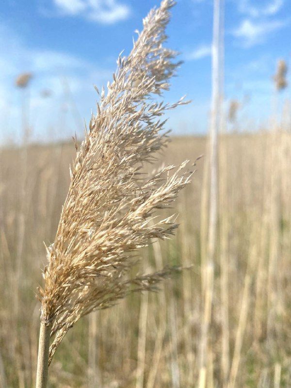 ������ ����� ����� ����� �����: