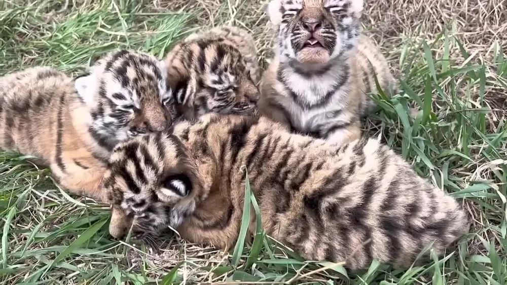 ����� � �����. � �������� ������-����� "������" �������� ������ �������� ��������