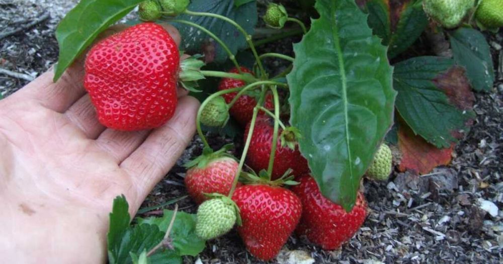 ������ ����� �������� ���������� �������� ����������� �� ����