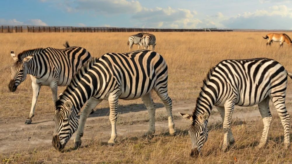 ������ LIVE. ������ ������