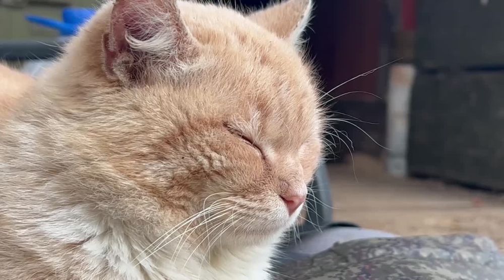 � �� ��� ��������� ����� �������