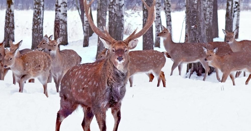 ������������� ����� �� ����������� �������-���� ��������� ��� �������� ������� �����������