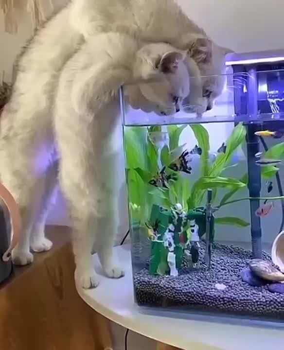 ���� ��������� �� ����..