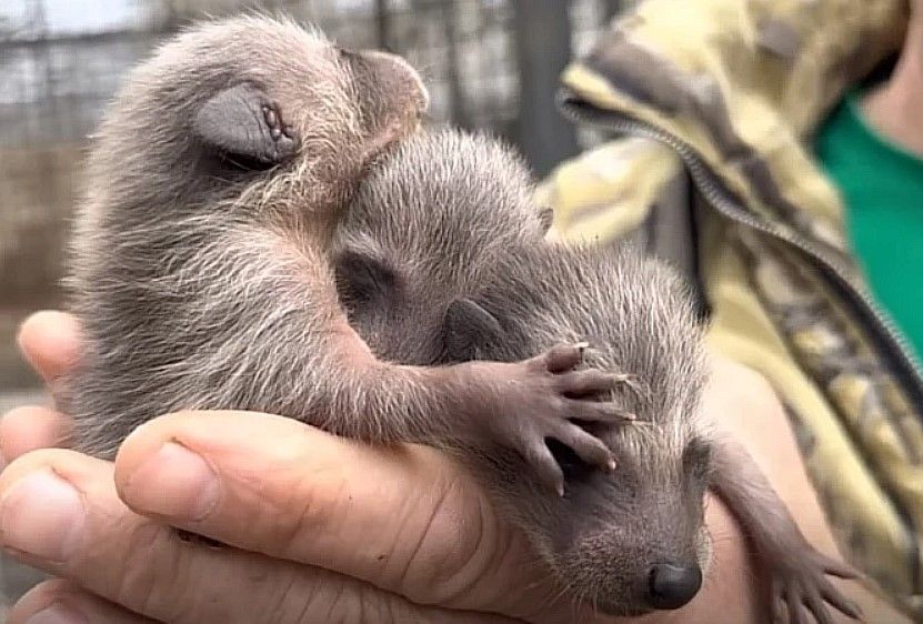 � ���������� �� ������� � ���� ������ �������� ������ ������