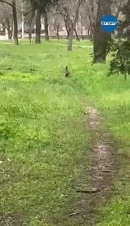 � ����� ������� ����� �������� � �������