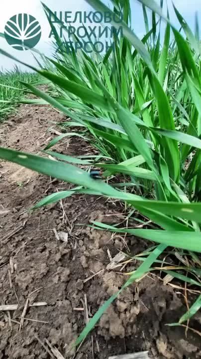 ������� ������� ������ ������������ !