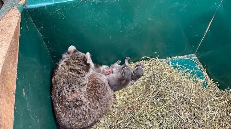 ���������� ���������� ����, ����� ��������-�����, ������� ���� ����� ������