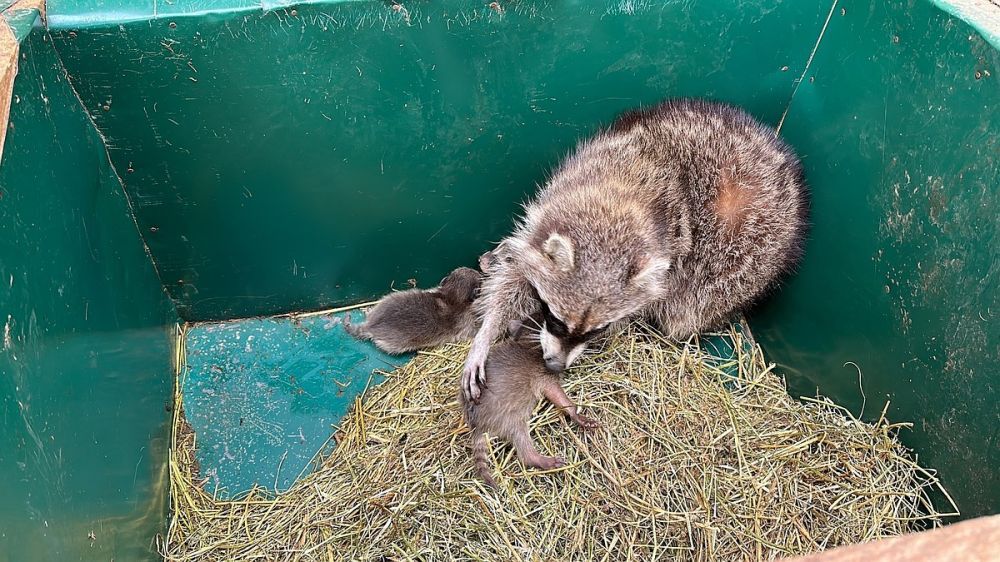 ���������� ���������� ���� ���� ����� ����� ������� � �����