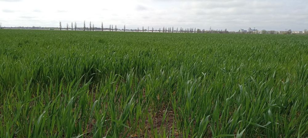 ���������� �������� �������������� ��