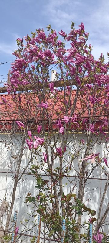 ��� ������� ���� �������� �����������