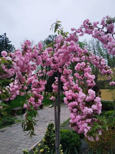 ������, ���������� ������ ��������