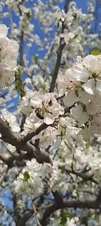 ������, ����� �� ���� �� ���, �������, ��� ��� ��� ����� ����� ����������� �� ���������� ����