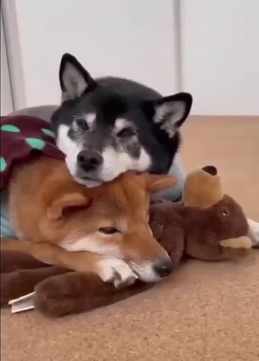 ������, ���� �������� ������ � �������� ����� �� �������