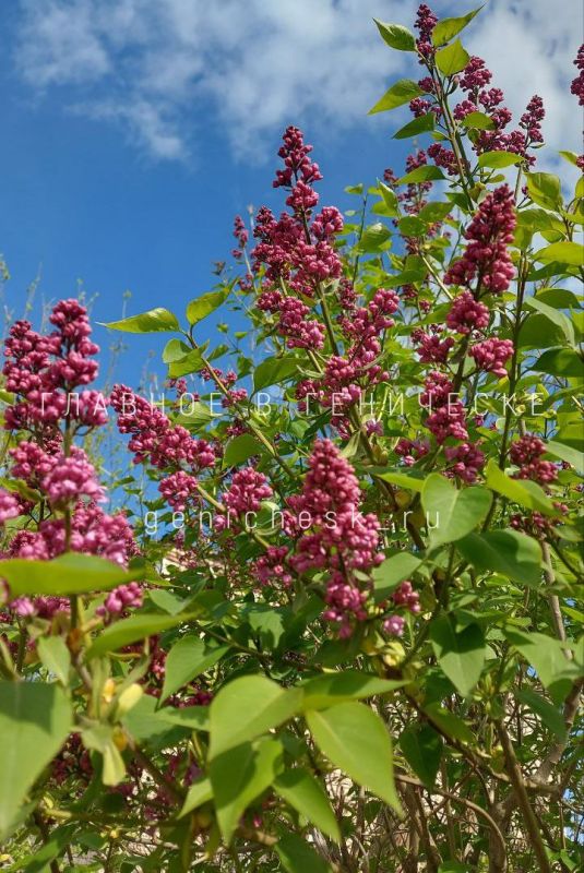 �������� ������� ������ ������