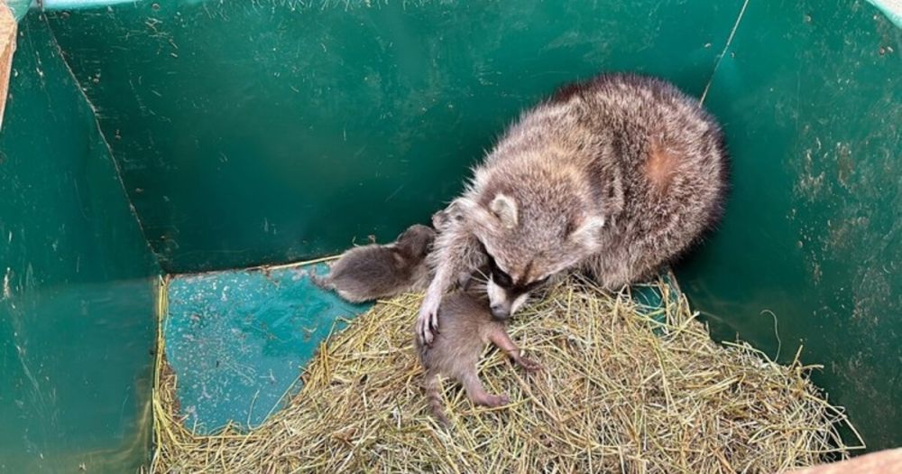 ���������� �� ���� ��� ���� ������ ���� ����� ������