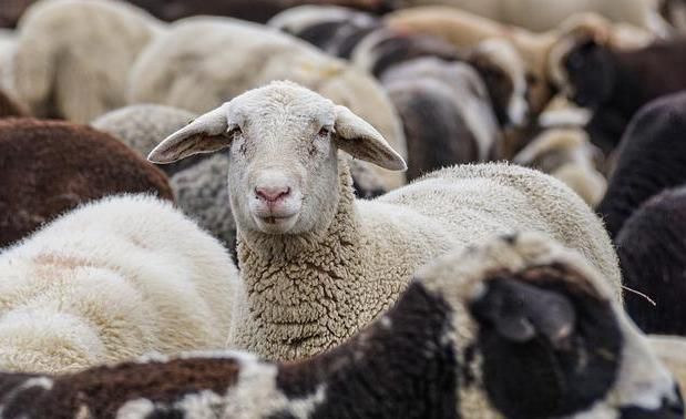 � ���������� ������� �������� �����������