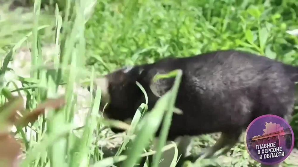 ���������� ��� ��� � �� �����-��������� �� ���������� ��������� ����������� ���������� �������