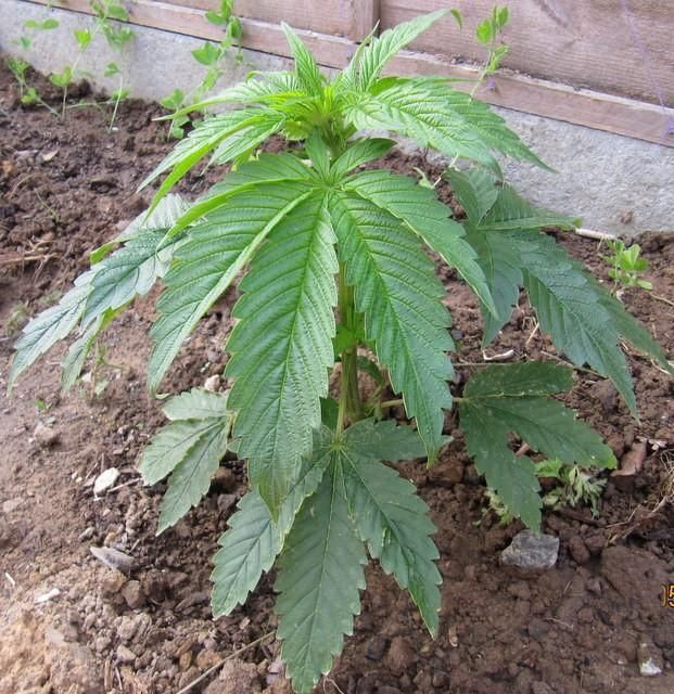 ���������� ������� � ���������� ������� ���������� ���������� ����������-��������� ����������� �� ��������������� ����������� ������� ����������