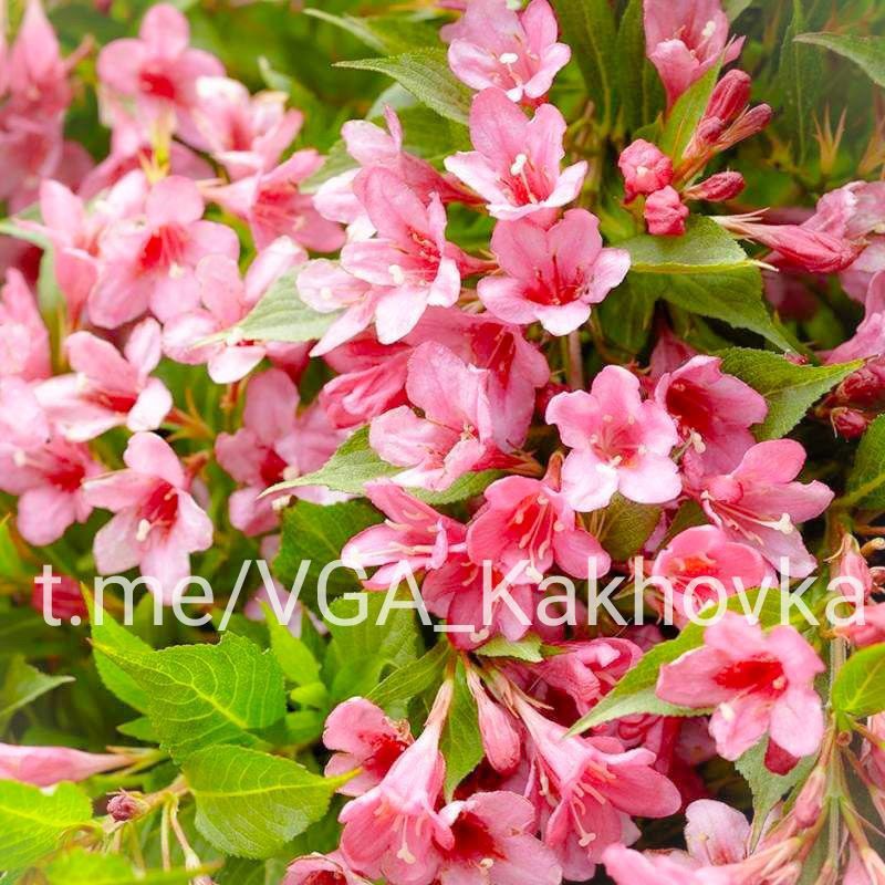 ��������� ������������� ����� ����������� ������ ��������