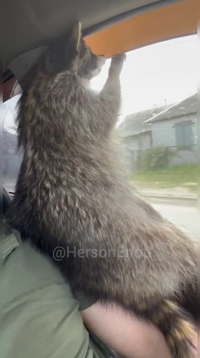 ���� �� �������: ����������� �������. ��� @HersonEnot