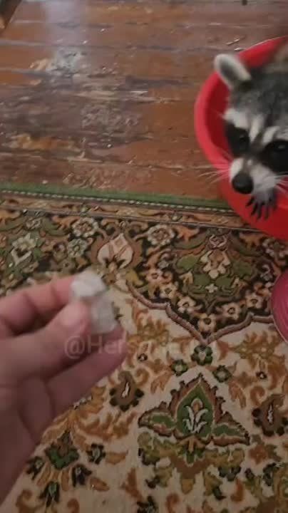 ���� �� �������: ������ �������� ��� ������� �������� ���� �� ��������