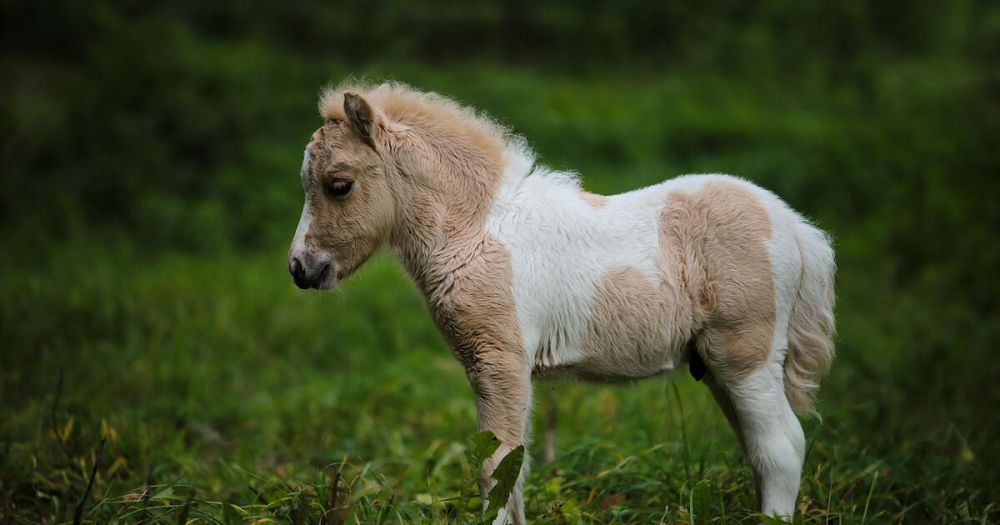 � ����������� ��������-����, �������� ��� ������, ������� ����� � ���� ����