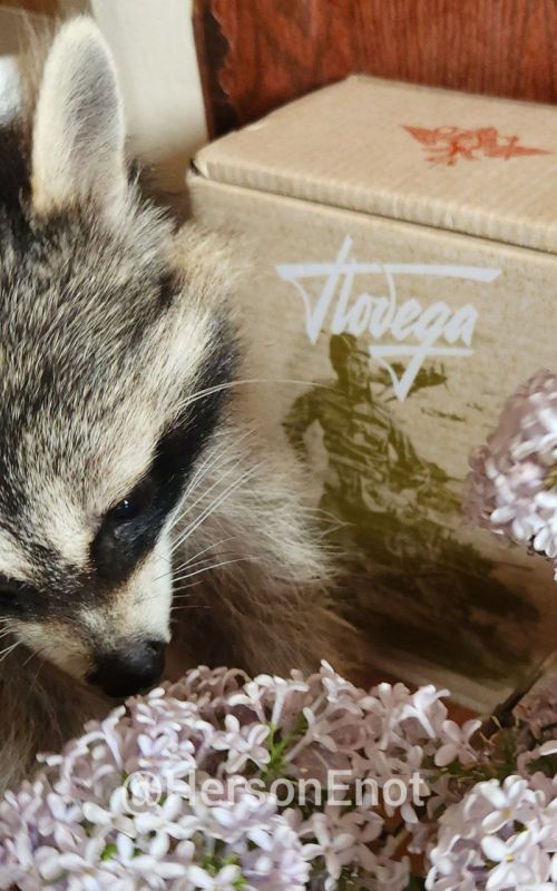 ���� �� �������: � ����������, ������! � ���� ������� ������!