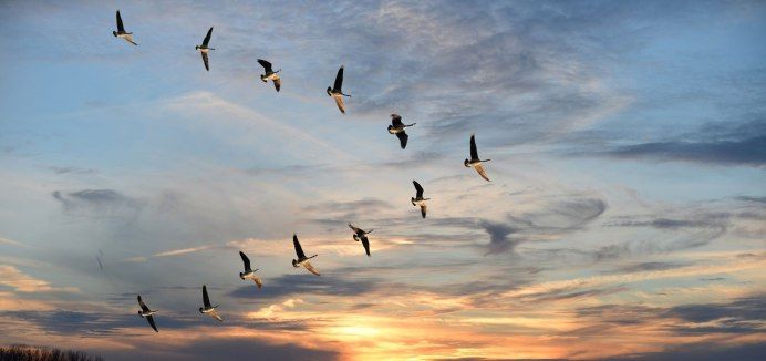 ***. ����, ���� ������ �����