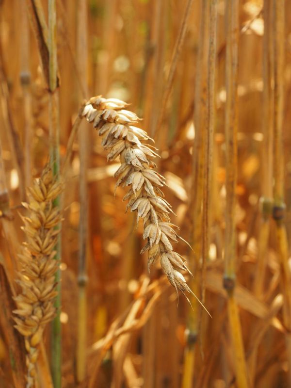 ��������� �������������� ���������� ������� ���������� � �������������� ��������� ������������ ���������� �� ������ � ���� �����λ