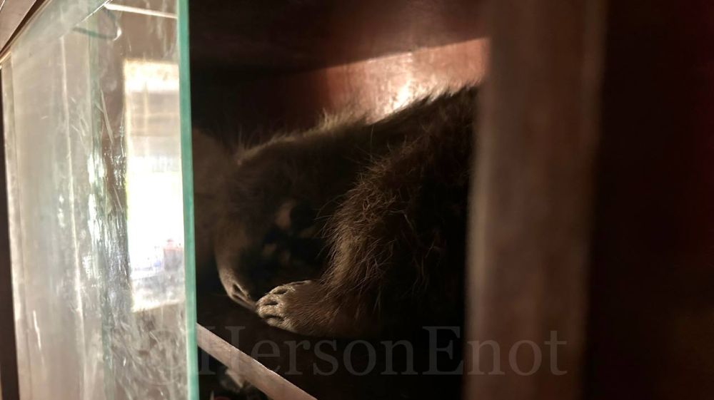 ���� �� �������: ������� ������ ����� ������ ������ ����������