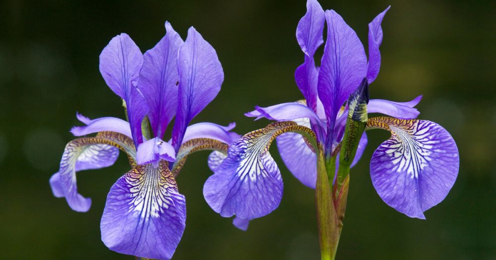 � ����������� ������ �������� ������